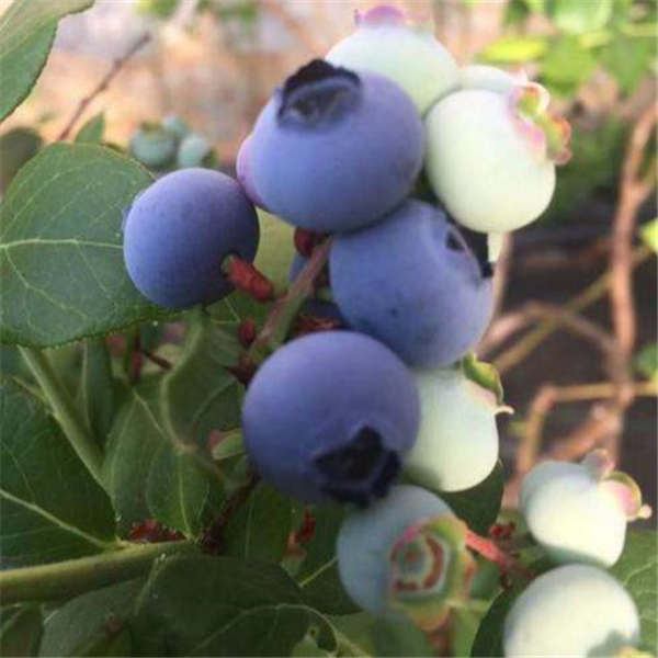 蓝莓树苗常见虫害防治介绍