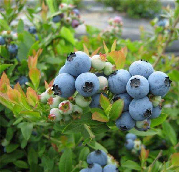 蓝莓树苗种植管理技术分享