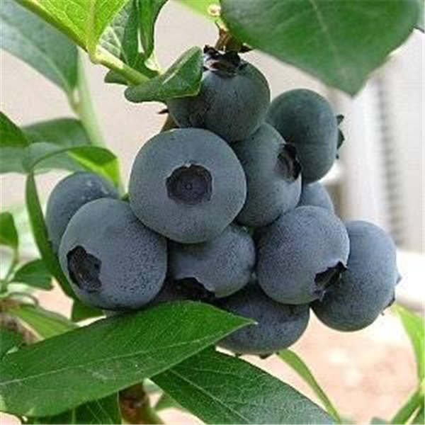 蓝莓树授粉相关知识分享