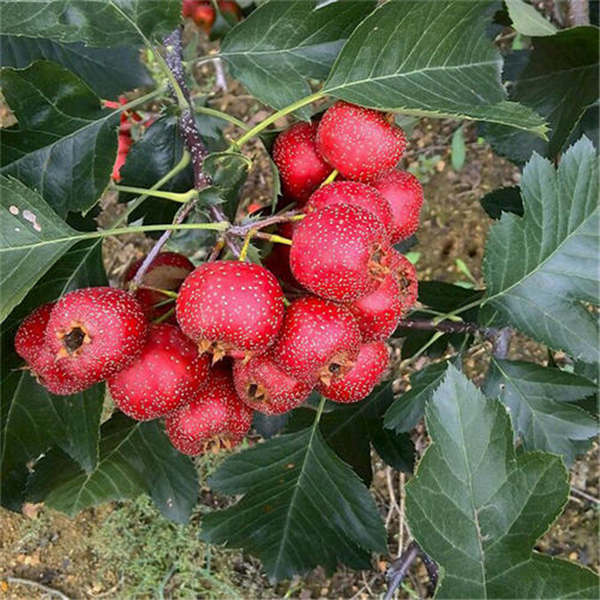 甜红子山楂品种特点，基地培育甜红子山楂树苗批发价格