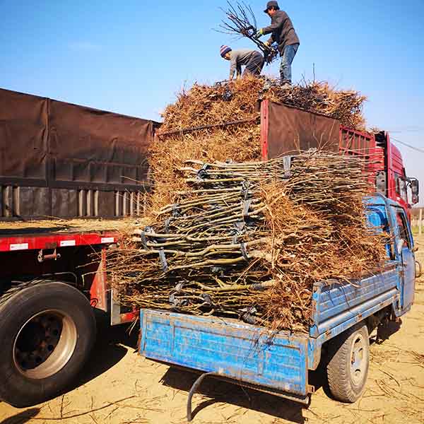 晚熟梨树新秀‘山农酥梨树苗’基地批发价格多少钱一颗