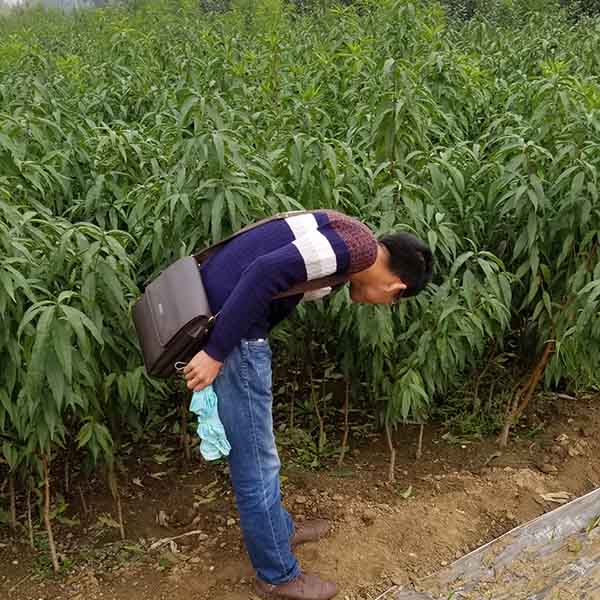 安徽客户到基地采购桃树苗