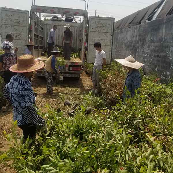 4年蓝莓苗装车发辽宁(图1)