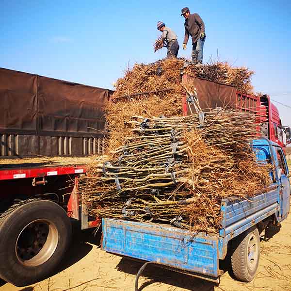 2公分梨树苗装车发河南