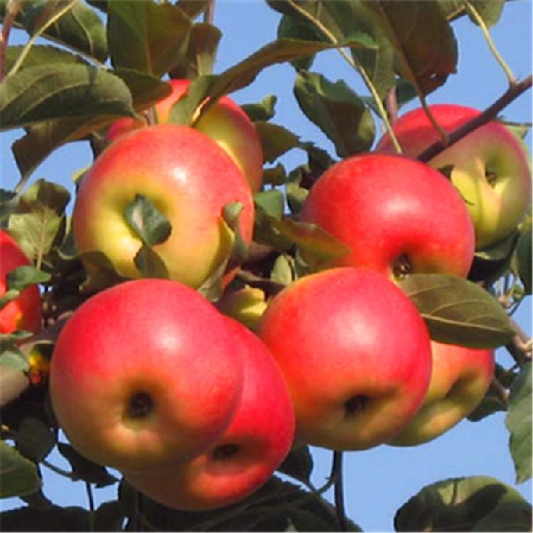 苹果苗有哪些品种类，苹果苗哪里有卖(图1)