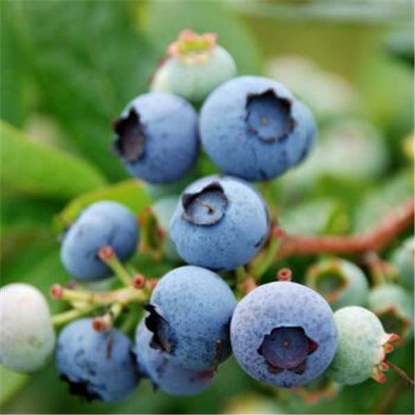 奥尼尔蓝莓苗(图1)