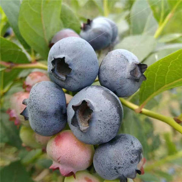 优瑞卡蓝莓苗(图1)
