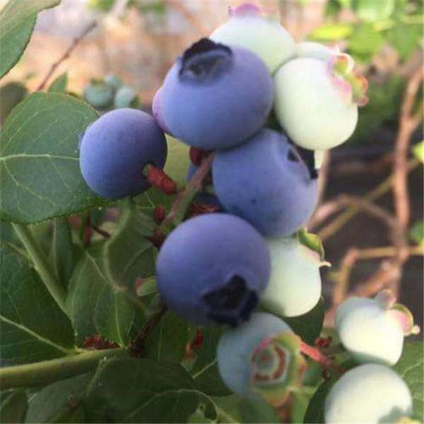 蓝莓苗种植怎么调土 蓝莓苗种植条件