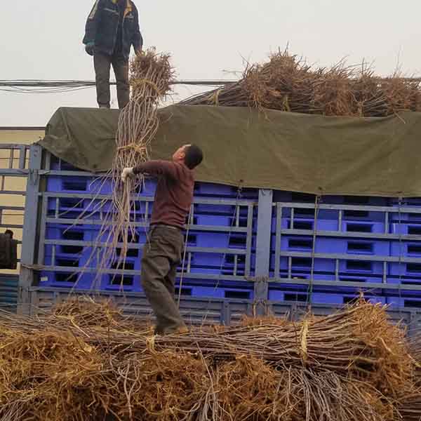 烟富3号苹果苗(图3)