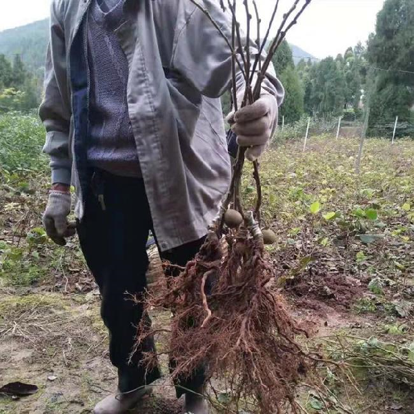 龙城2号软枣猕猴桃苗(图2)