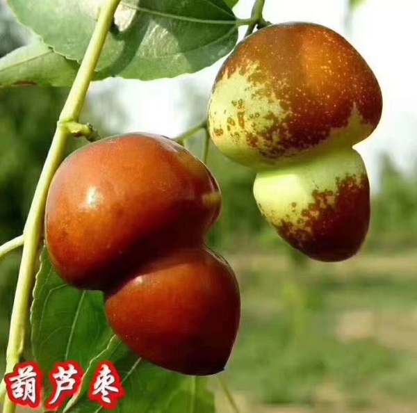 葫芦枣树苗(图1)