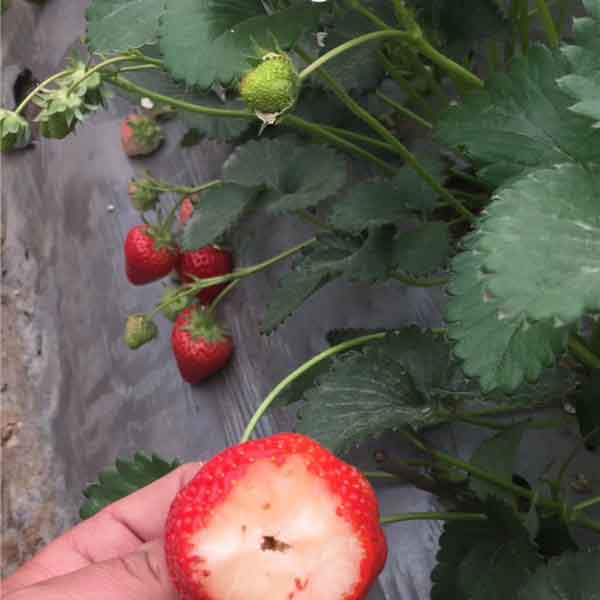 隋珠草莓苗哪里有，香野草莓苗批发价格