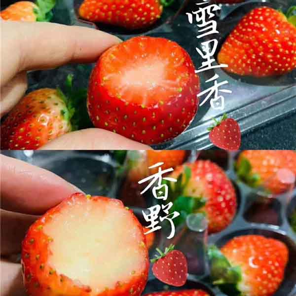 隋珠草莓苗哪里有，香野草莓苗批发价格(图2)