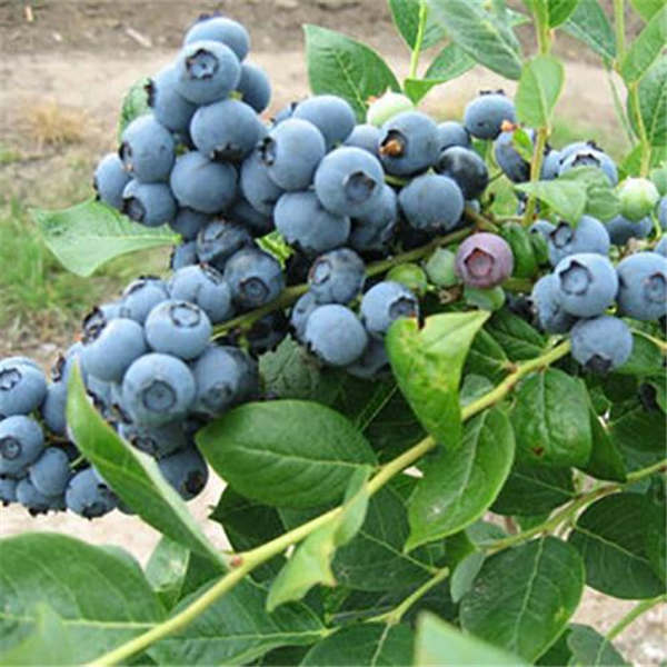优瑞卡蓝莓苗基地批发报价，优瑞卡蓝莓苗哪里有卖多少钱