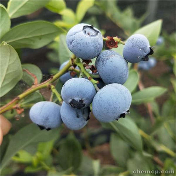 h5蓝莓苗(图1)