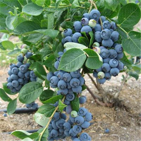 蓝丰蓝莓树苗(图1)
