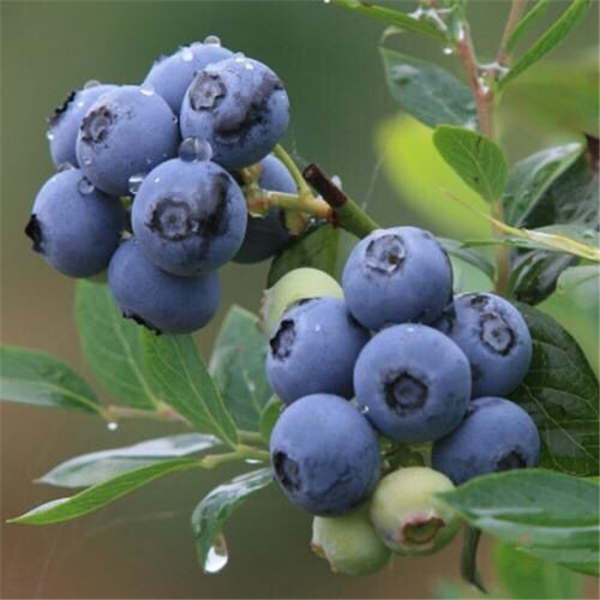 薄雾蓝莓树苗(图1)