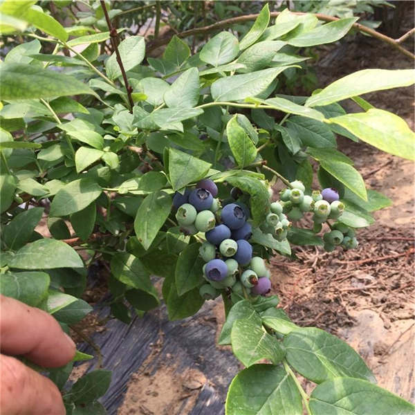 新千年蓝莓树苗(图1)