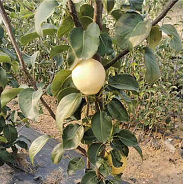 山农酥梨树苗(图1)