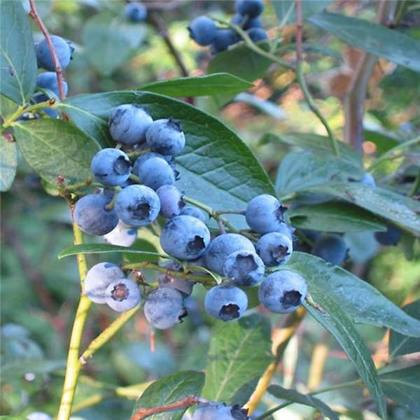 蓝莓树苗常见病害防治(图1)