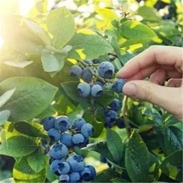 蓝莓树苗怎样有效控制有害生物发生(图1)