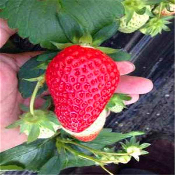 红颜草莓苗哪里买？红颜草莓苗基地批发报价(图2)