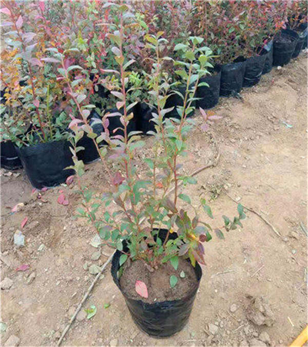 蓝莓苗中种植技术分享,蓝莓种植管理技术(图2) 蓝莓苗中种植技术分享,蓝莓种植管理技术(图2)
