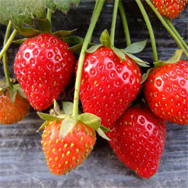 草莓苗怎么育苗，脱毒草莓在高山怎么样育苗