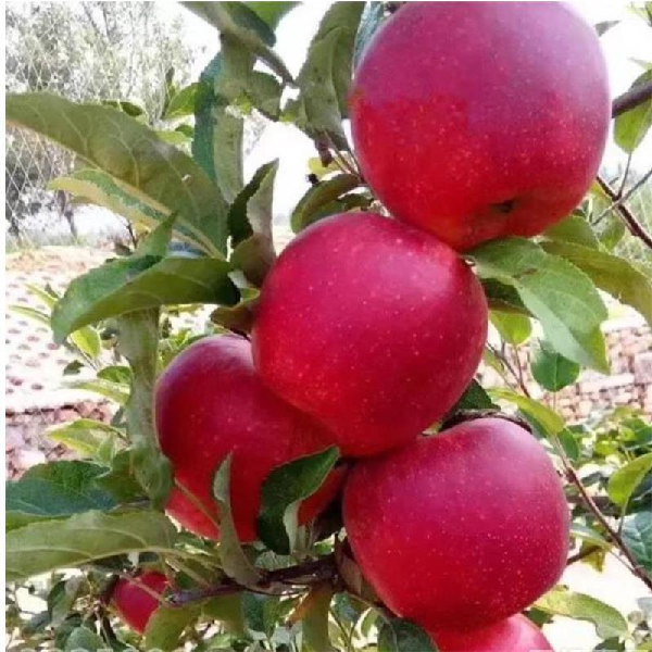 瑞香红苹果苗(图1) 瑞香红苹果苗(图1)