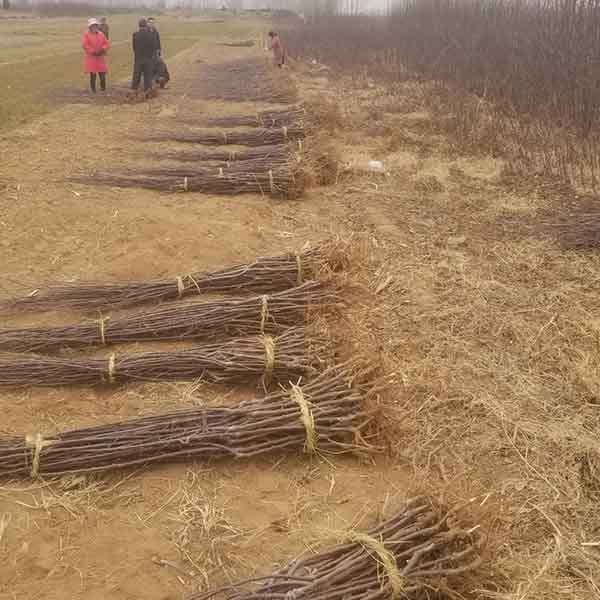瑞香红苹果苗(图3) 瑞香红苹果苗(图3)