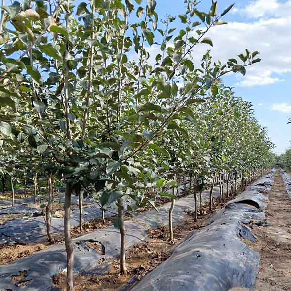 瑞香红苹果苗(图5) 瑞香红苹果苗(图5)
