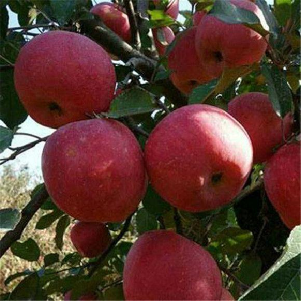 瑞香红苹果苗(图1) 瑞香红苹果苗(图1)