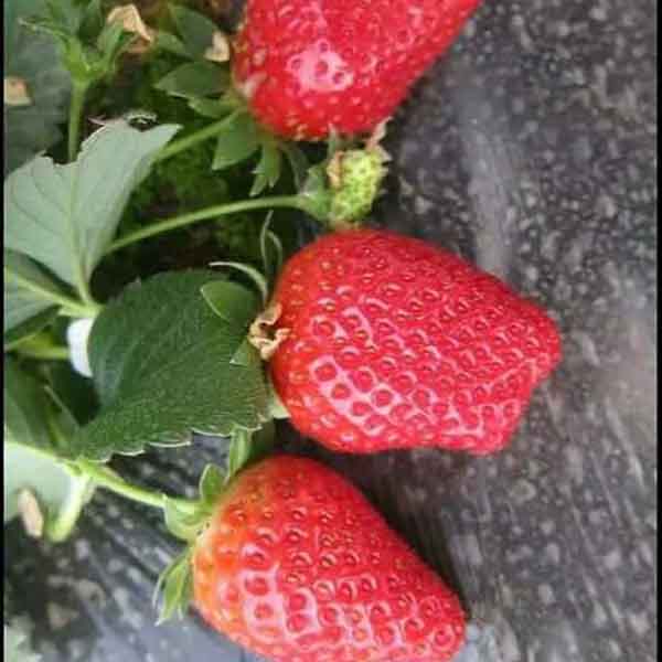 隋珠草莓苗多少钱一颗？隋珠草莓种植技术(图1)