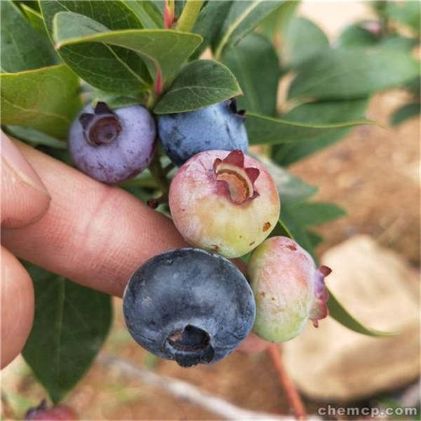 薄雾蓝莓苗基地批发，蜜斯提蓝莓树苗多少钱一颗(图2)