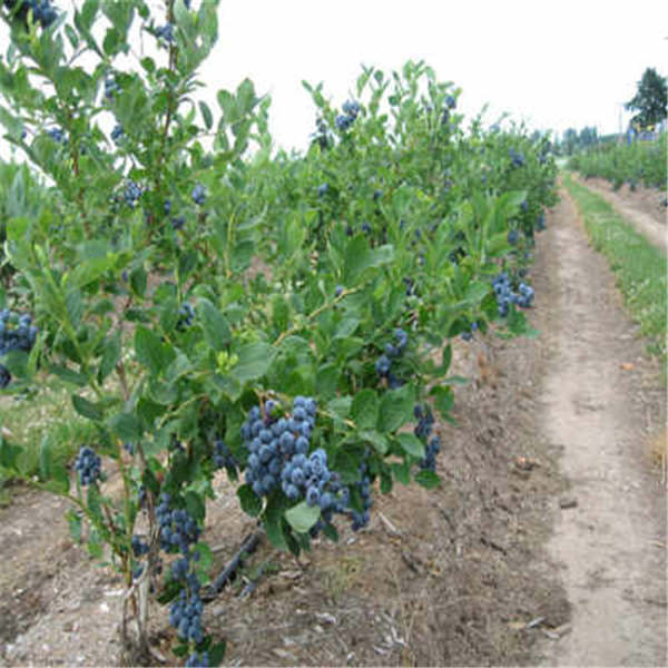 薄雾蓝莓苗基地批发，蜜斯提蓝莓树苗多少钱一颗(图5)