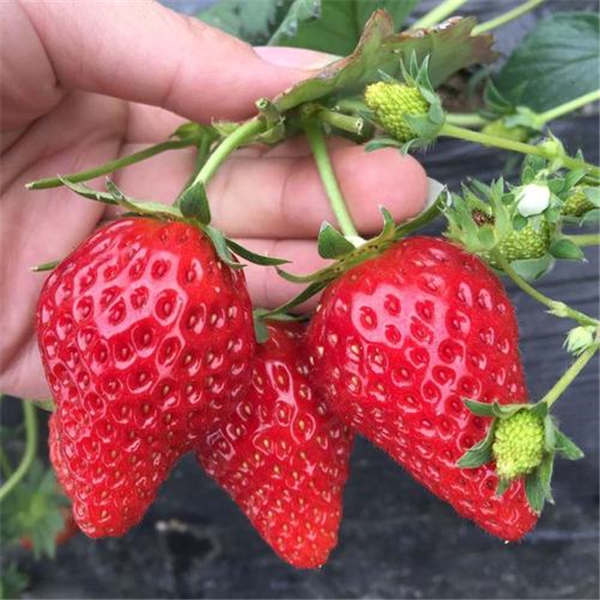隋珠草莓品种介绍，隋珠草莓苗哪里有卖多少钱