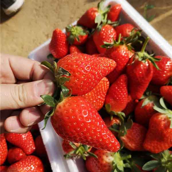 宁玉草莓苗到哪里能买到苗，宁玉草莓品种种植技术(图1)