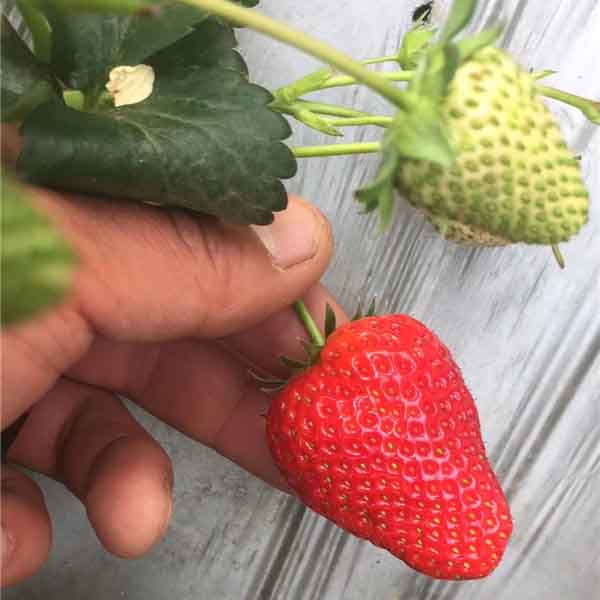 法兰地草莓品种介绍，法兰地草莓苗哪里有卖多少钱一颗(图1)