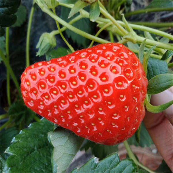 红颜草莓苗应该怎样移栽，草莓什么时间栽苗(图2)