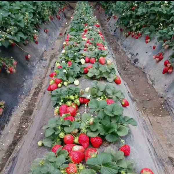 红颜草莓种植之后应该怎么管理？红颜草莓苗育苗基地(图1)