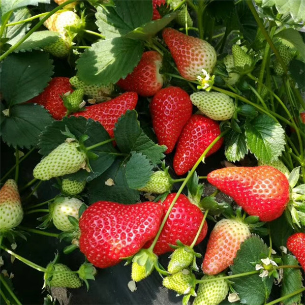 红颜草莓品种简介，红颜草莓苗基地批发价格多少钱一颗(图1)