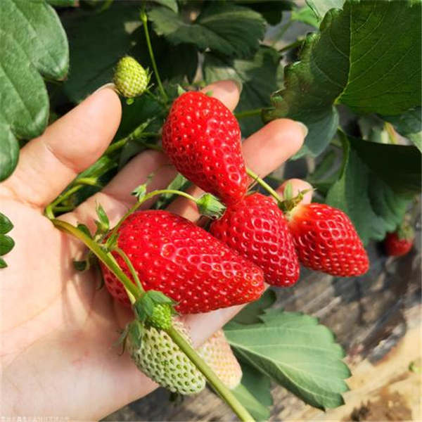 红颜草莓品种简介，红颜草莓苗基地批发价格多少钱一颗(图2)