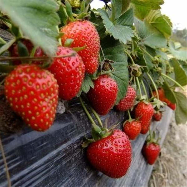 红颜草莓苗种植前应该怎么除草？红颜草莓苗管理方式(图1)