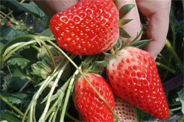 隋珠草莓苗批发市场，隋珠草莓基地直销(图2)