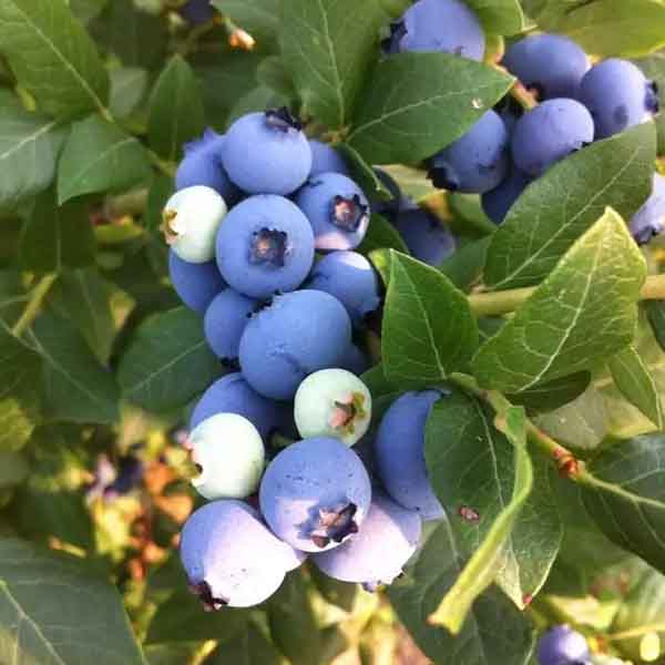 珠宝蓝莓苗在哪里能买到？珠宝蓝莓苗基地批发价格(图1)
