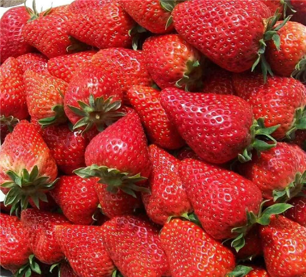 红颜草莓苗在什么地方能没买到，红颜草莓品种如何(图1)