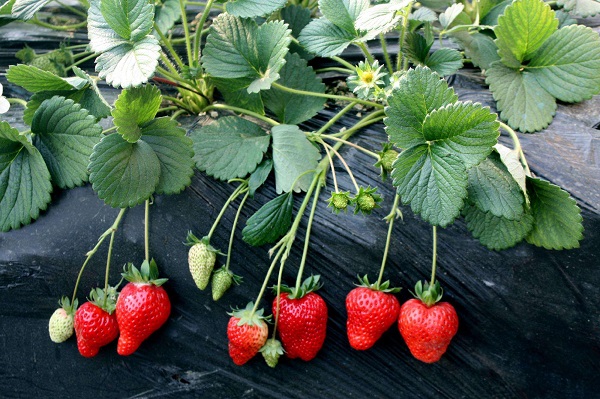 章姬草莓苗多少钱一颗？章姬草莓哪里有卖(图3)