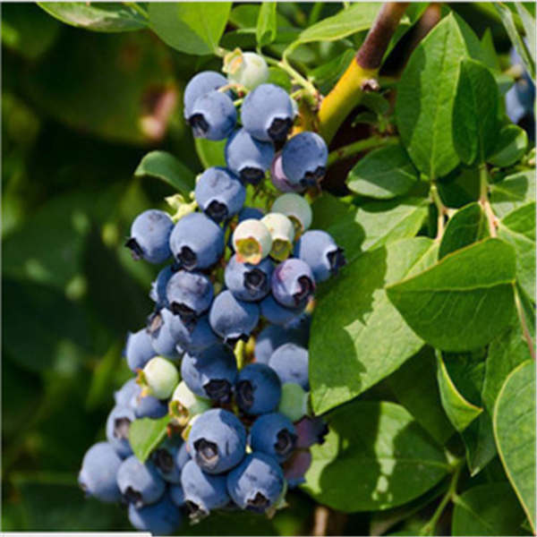 绿宝石蓝莓树苗在哪里能买到，绿宝石蓝莓品种介绍(图2)