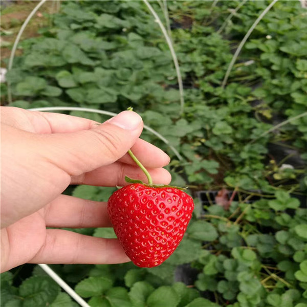 草莓苗品种有哪些，市面上常见草莓苗品种有哪些(图1)