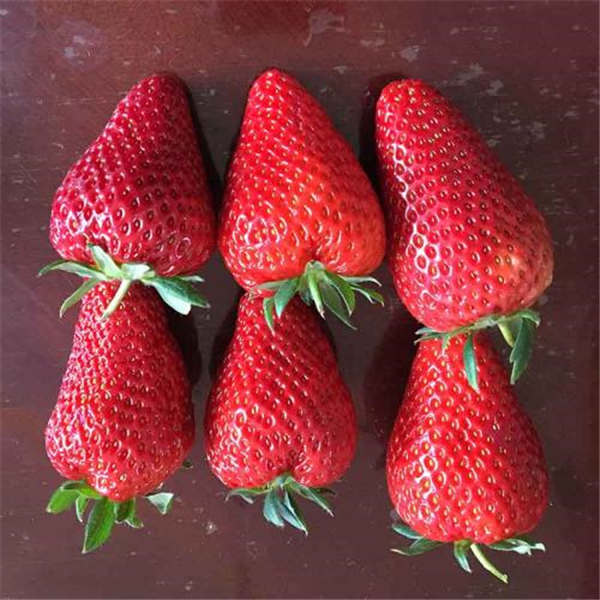 隋珠草莓种植田间管理技术，隋珠草莓苗基地育苗
